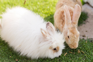 cute rabbits in garden