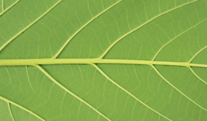 leaf texture