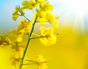 Blooming canola flowers closeup. Flowering rapeseed