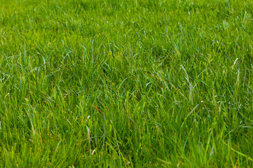 Background of a green grass.  Green grass texture