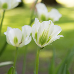 Obraz na płótnie Canvas beautiful tulips