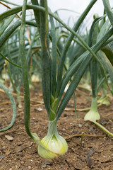 Obraz premium タマネギ畑 