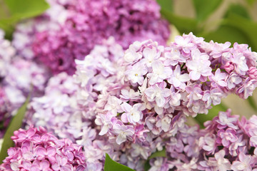 Beautiful lilac outdoors, close up