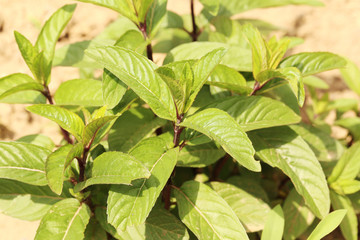 Mint leaves outdoors