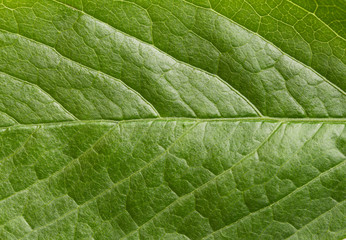 Green leaf background, close up