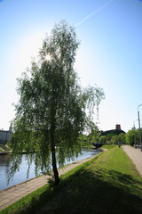 Birch near the river