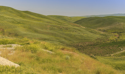 Fototapeta na wymiar Grazing cows in the mountains of Gobustan(Azerbaijan)