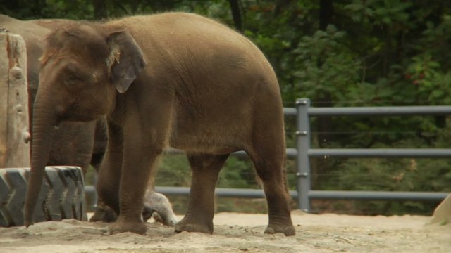 Elephant Walking Around in Circle in Captivity