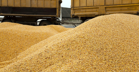 heap corn  © rsooll