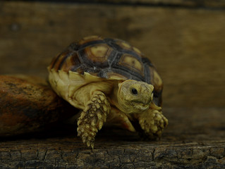 turtle