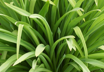 Green plants in the garden