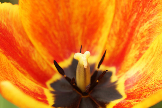Part orange tulips in the garden.