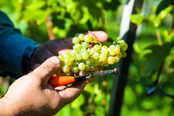 Weinlese im Weingarten