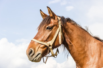 Horse head