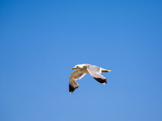california gull flying over the beautiful Mono Lake