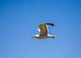 Fototapeta na wymiar california gull flying over the beautiful Mono Lake