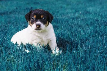 Jack Russell puppy in the blue grass