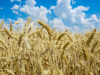 Wheat field