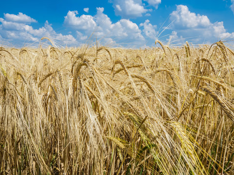 Barley field © An-T