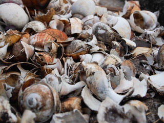 close up shell died