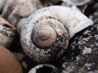 close up shell died