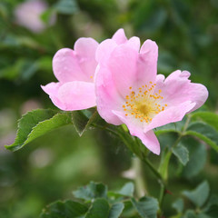 rosa selvatica in fiore