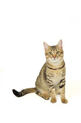 Beautiful cat isolated on white