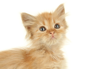 Redhead kitten on white background