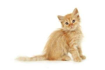 Redhead kitten isolated on white