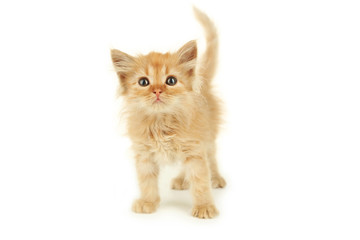 Redhead kitten isolated on white