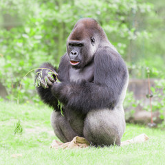 Naklejka premium Gorilla