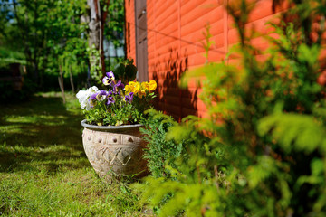 flowers in the garden, pot