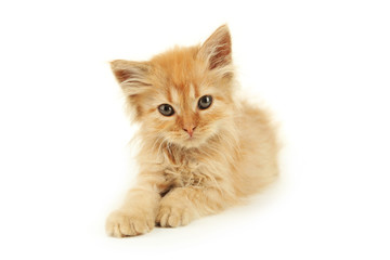 Redhead kitten isolated on white
