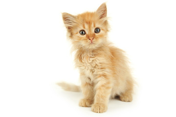 Fototapeta premium Redhead kitten isolated on white