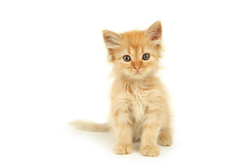 Redhead kitten isolated on white