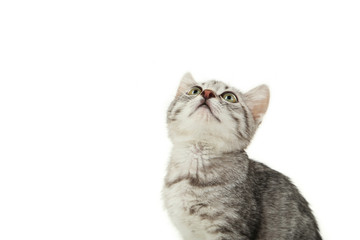 Fototapeta premium Beautiful cat on white background