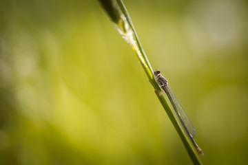Azure damselfly (Coenagrion puella) portrait