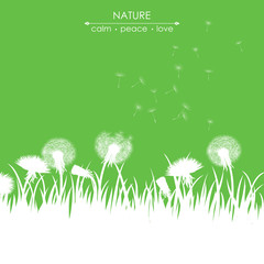 dandelions on green background