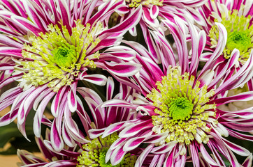 Colored chrysanthemum flowers, close up