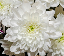 White chrysanthemum flowers, close up