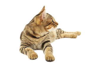 Beautiful cat isolated on white background