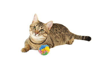 Beautiful cat isolated on white background