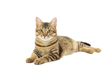 Beautiful cat isolated on white background