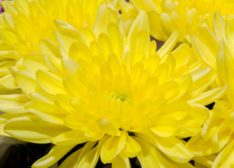Fototapeta premium Yellow chrysanthemum flowers, close up