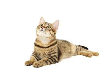 Beautiful cat isolated on white background