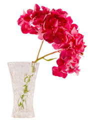 Purple hortensia, hydrangea flowers, close up, isolated