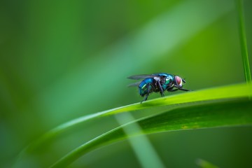 Macro of fly sitting on plant