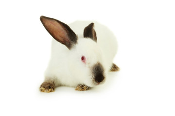 White rabbit isolated on white