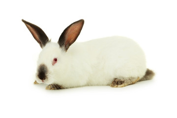 White rabbit isolated on white