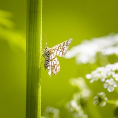 Beautiful butterfly sitting on grass leaf